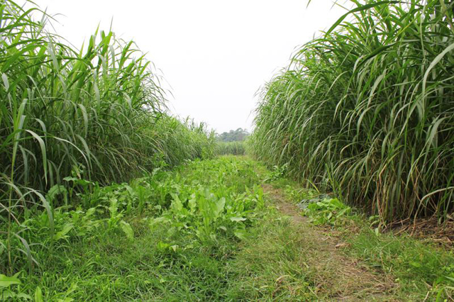 战疫情 促发展 通惠集团携手金牧粮草打造10万亩生态产业集群